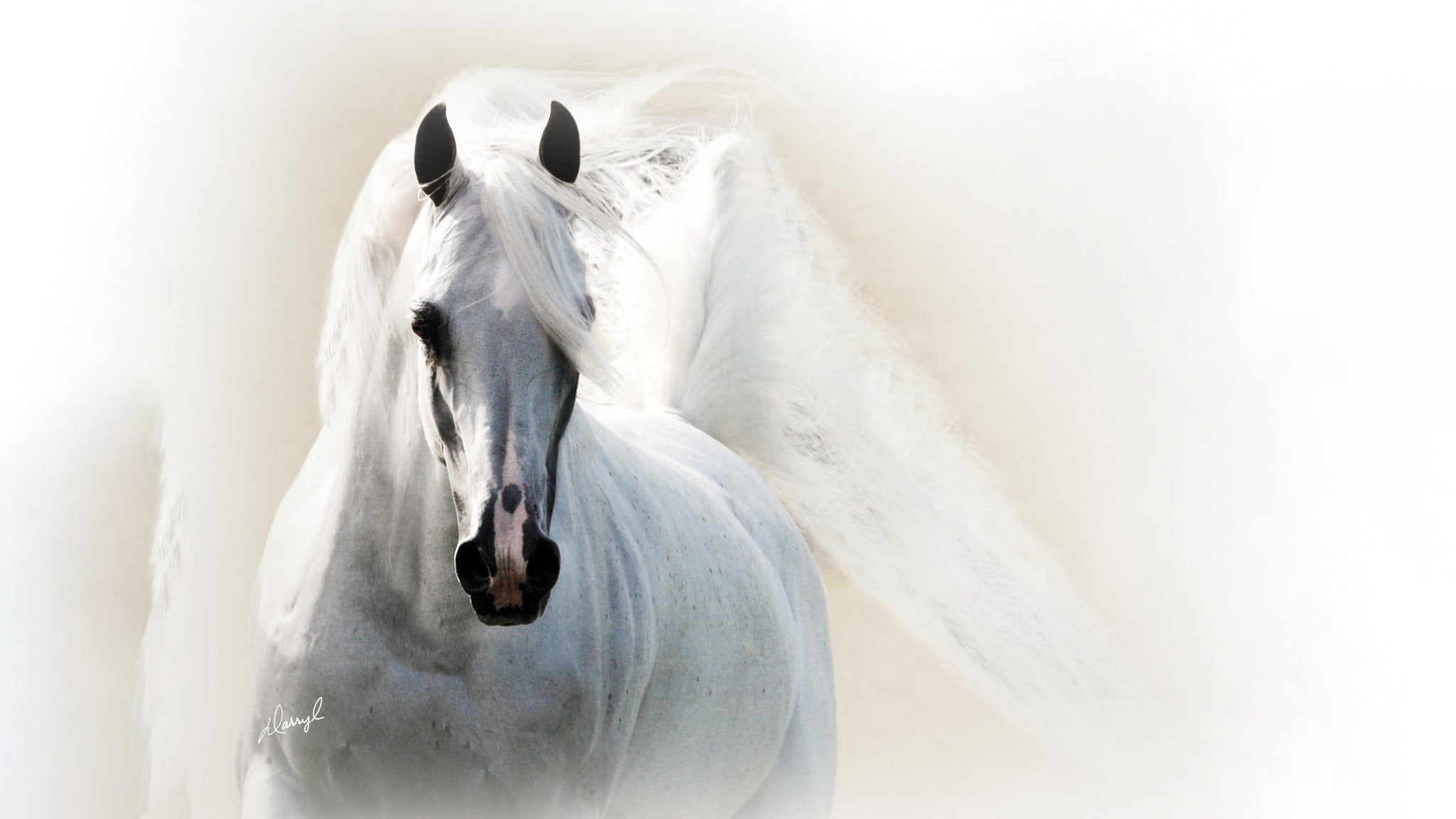 Scottsdale Arabian Horse Show